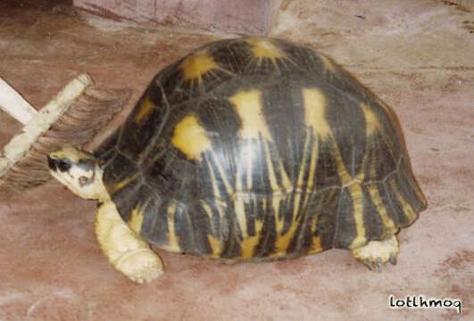 Image of Radiated Tortoise