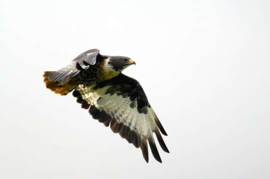 Image of Jackal Buzzard