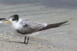 Image of Crested Tern