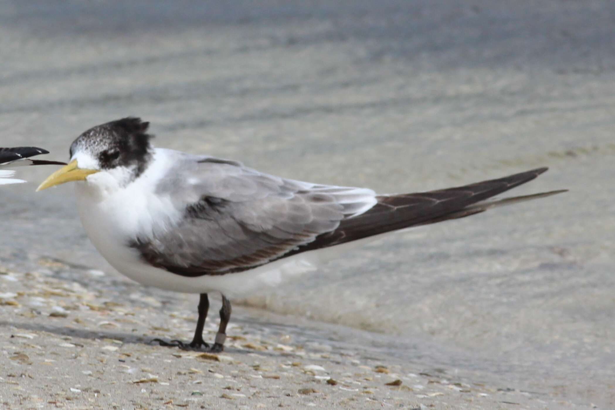 Image of Crested Tern