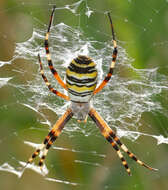 Image of Barbary Spider