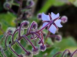 Image of borage