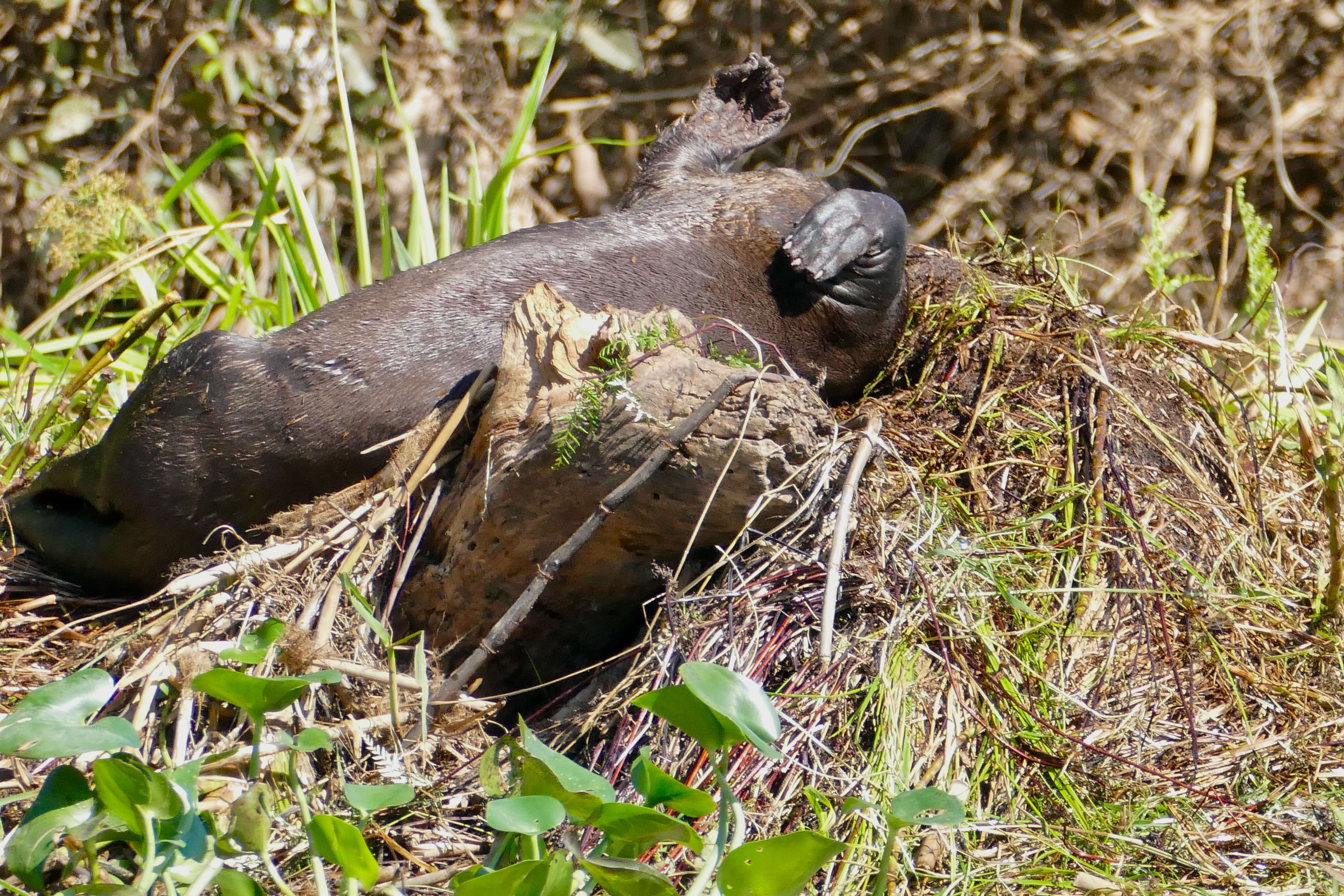 Image of giant otter