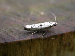 Image of black-tipped ermine