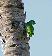 Image of Amazon parrots