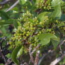 Image de Frangula rubra subsp. rubra