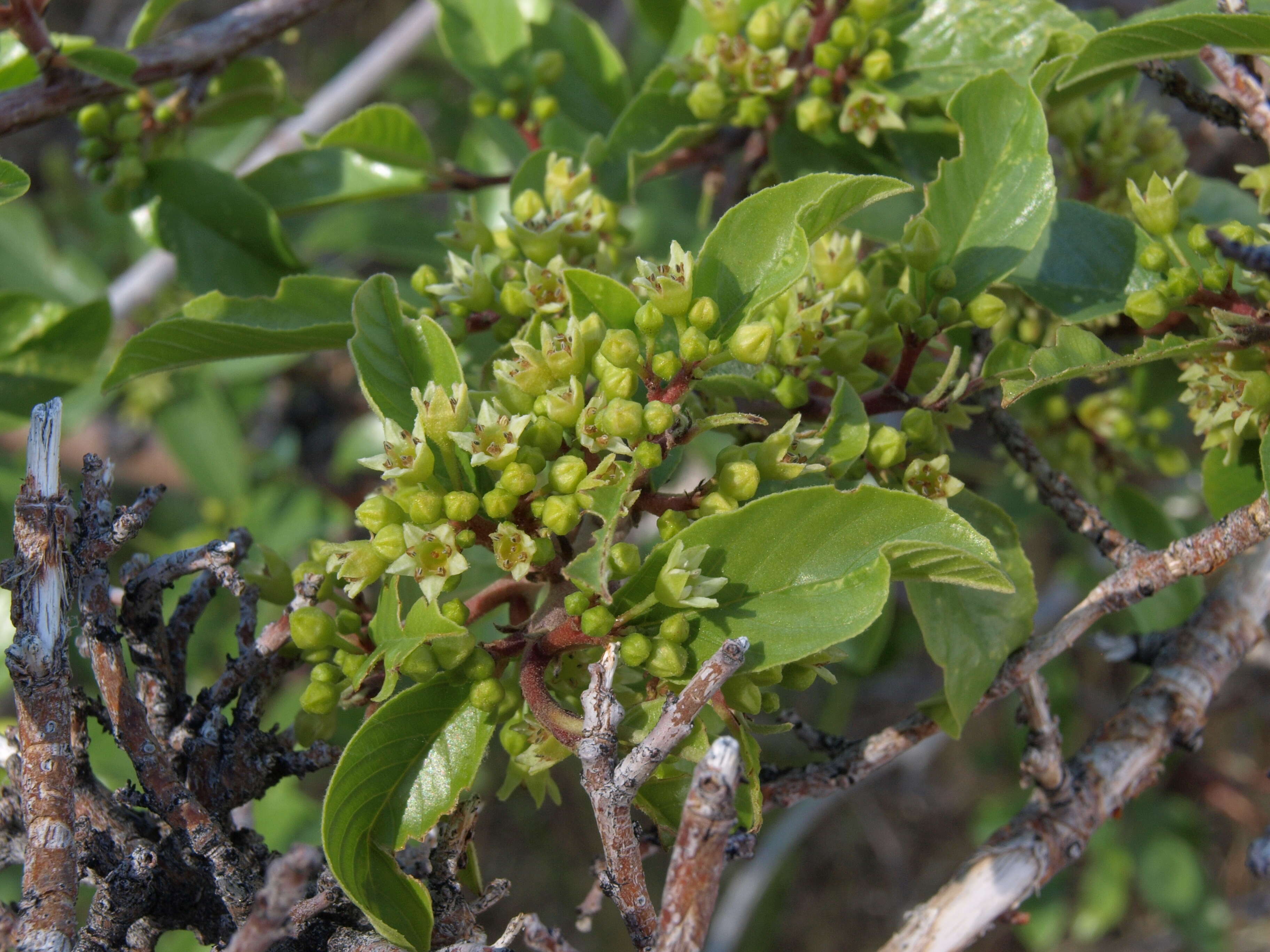 Image of red buckthorn