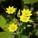 Imagem de Blackstonia perfoliata (L.) Hudson