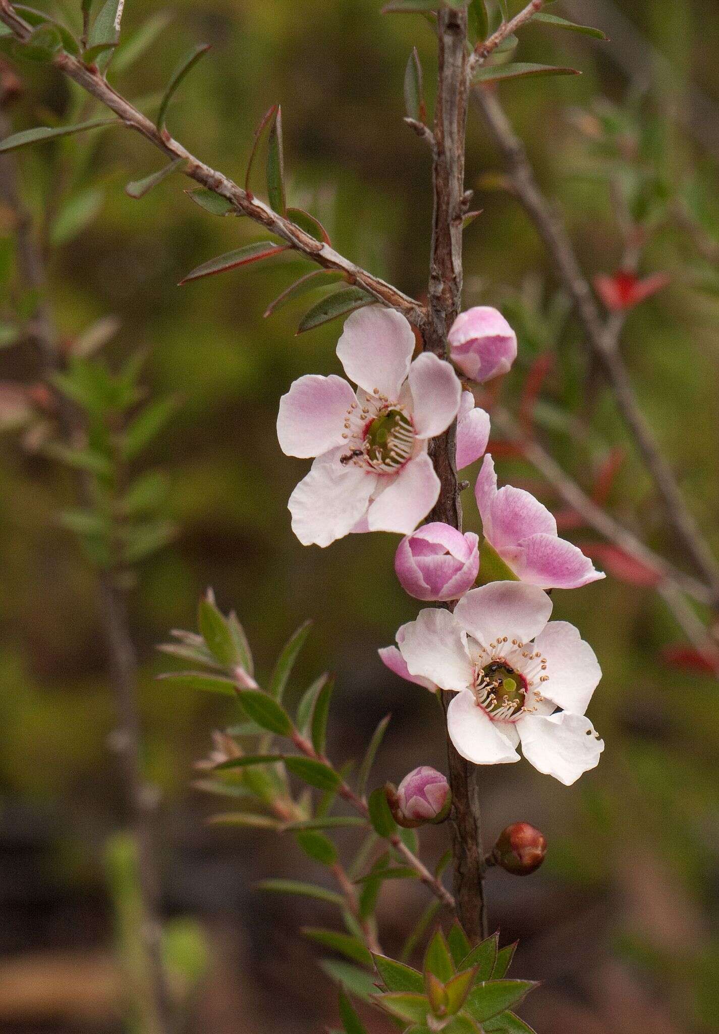 Image of Pink Tea Tree