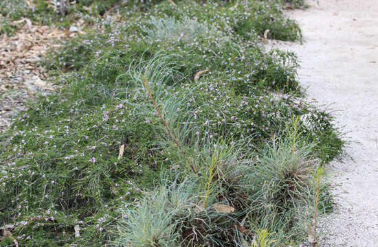 Image of Thryptomene stenophylla E. Pritz.