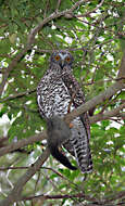 Image of Ninox Hodgson 1837