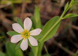 Image of Coastal Rose-Gentian