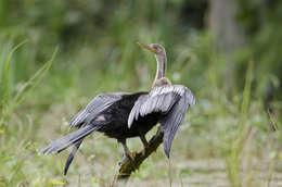 Image de Anhinga d'Amérique