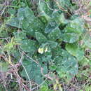 Слика од Myosotis australis R. Br.