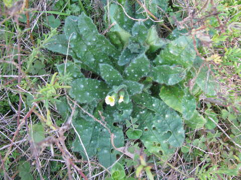 Image of Myosotis australis R. Br.