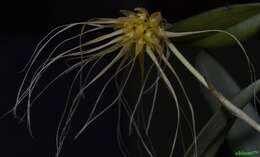 Image of Bulbophyllum vaginatum (Lindl.) Rchb. fil.