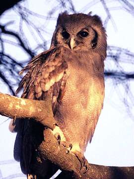 Image of Eagle-owls