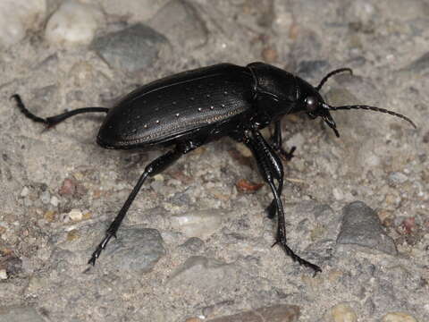 Слика од Calosoma (Campalita) auropunctatum (Herbst 1784)