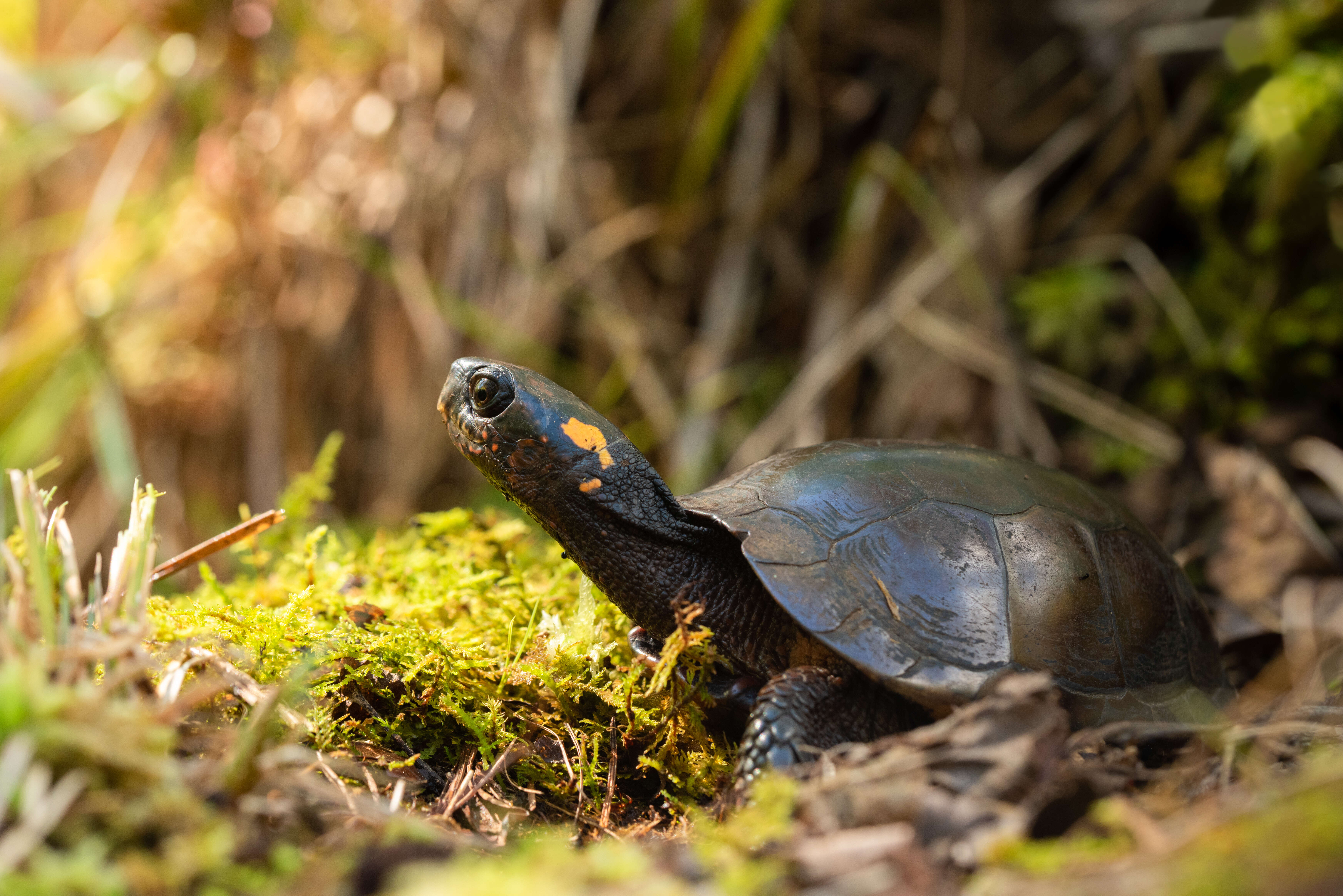 Image de Glyptemys