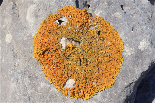 Image of orange wall lichen