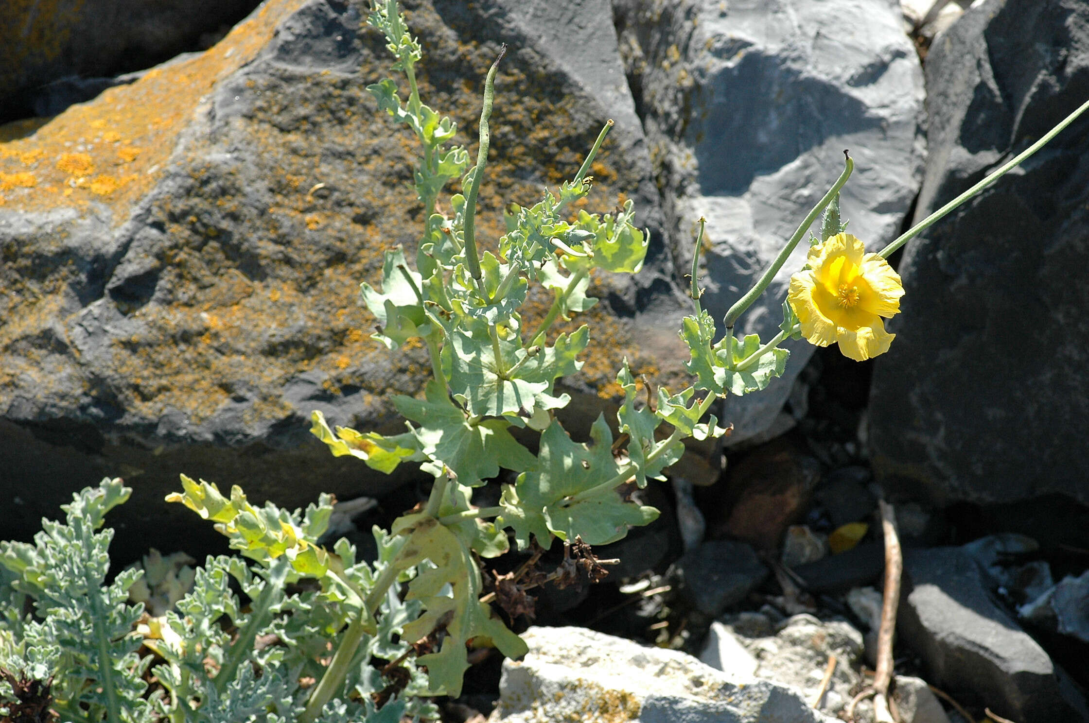 Image of hornpoppy