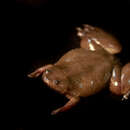 Image of Cameroon clawed frog