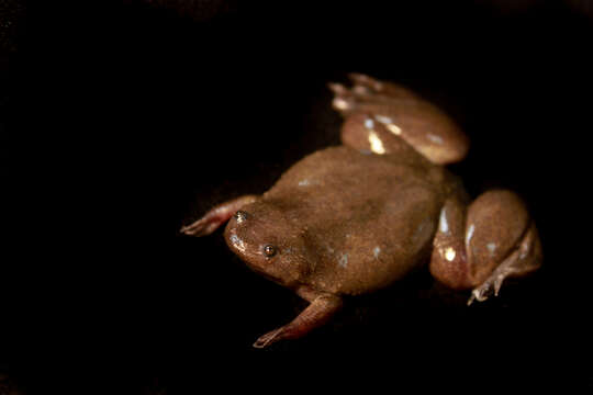 Xenopus epitropicalis Fischberg, Colombelli & Picard 1982 resmi