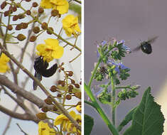 Image of honeybees, bumblebees, and relatives