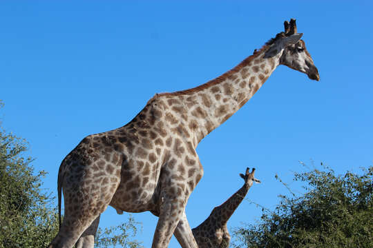 Image of Southern giraffe