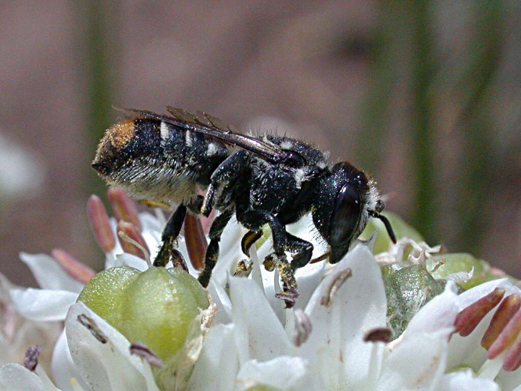 Image of Megachile leucopyga Smith 1853