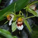 Image of Coelogyne marmorata Rchb. fil.