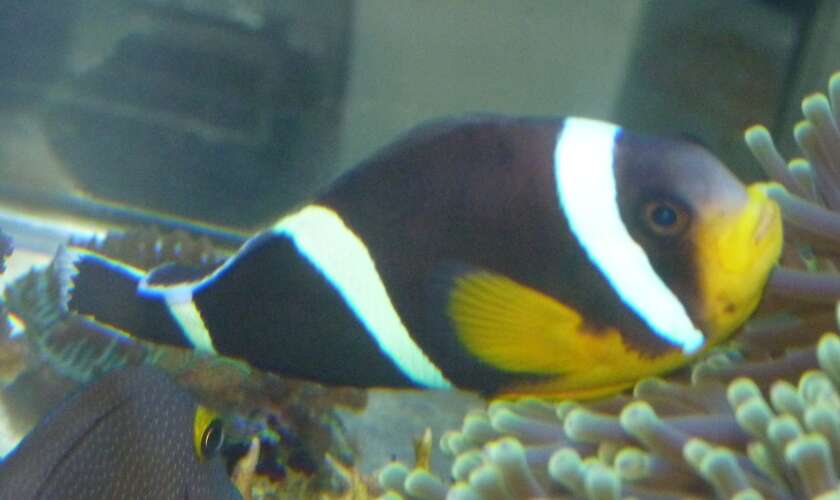 Image of Orange-fin anemonefish