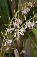 Image of Antelope orchid