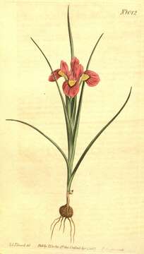 Image of Moraea ciliata (L. fil.) Ker Gawl.