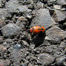 Image of Lebia (Lebia) trimaculata (Villers 1789)