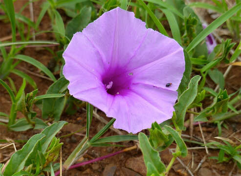 Слика од Ipomoea bolusiana Schinz