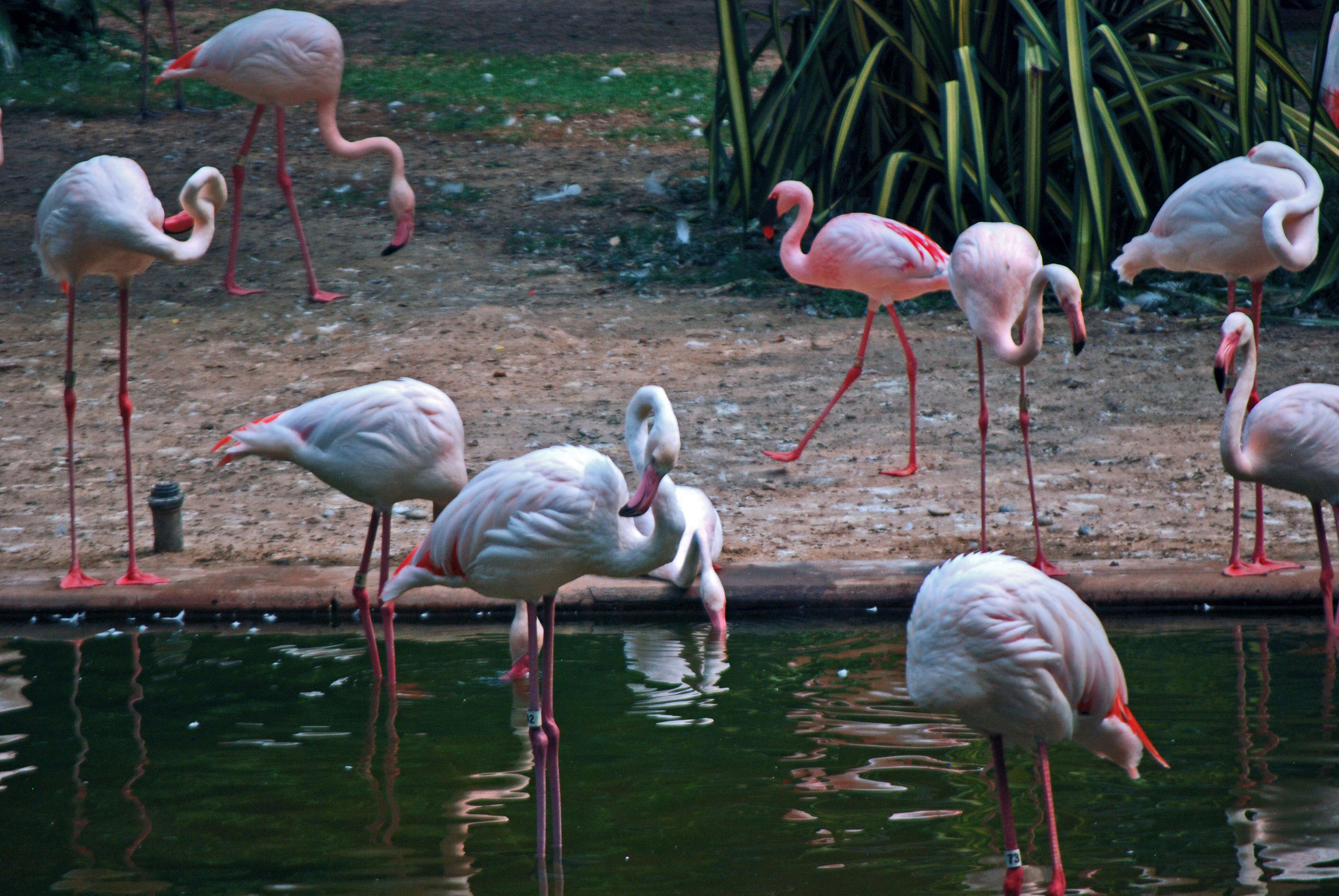 Imagem de Phoenicopterus roseus Pallas 1811