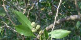 Image of mangrove