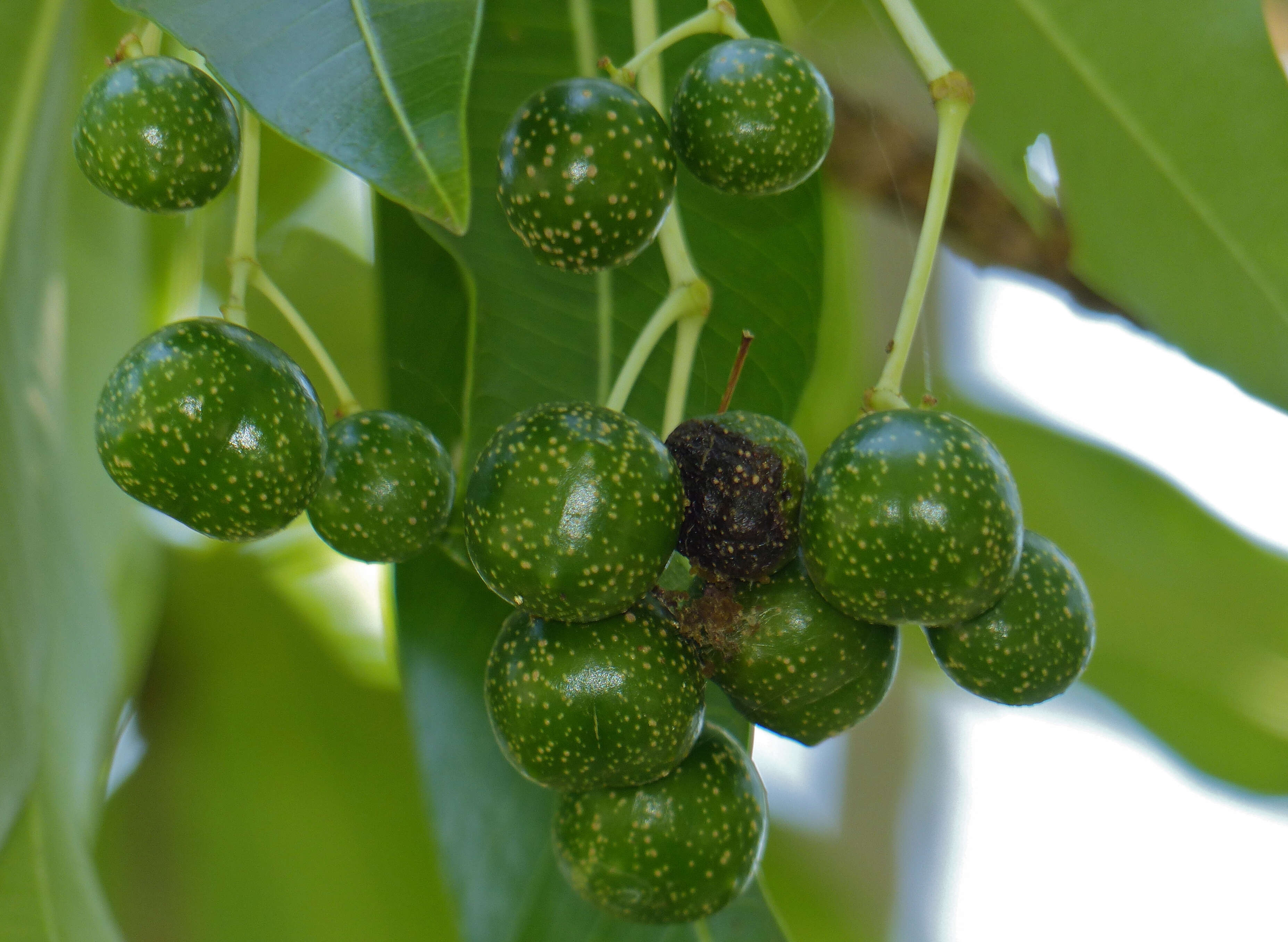 Image of Quinine tree