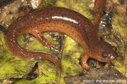 Image of Eastern Mud Salamander