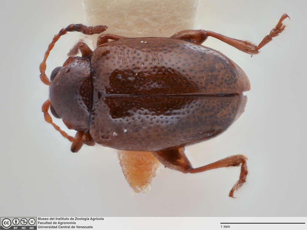 Image of Galerucinae