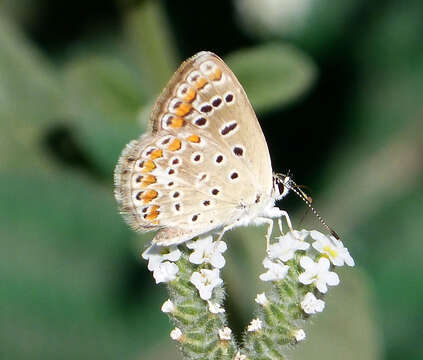 Image of common blue