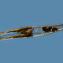 Image of Pleurosigma decorum W. Smith 1853