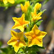 Image of Pineland Heliotrope