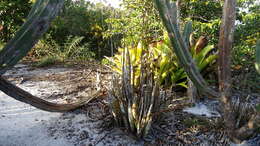 Image of terrestrial cowhorn orchid