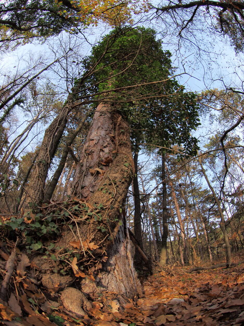 Imagem de Hedera helix L.