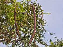 صورة Cassia abbreviata Oliv.