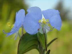 Image of Blousel Blommetjie