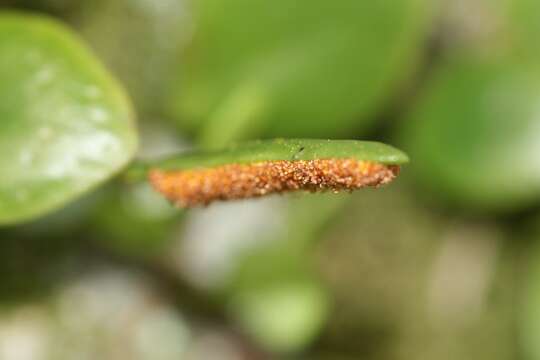 Image of Pyrrosia adnascens (Sw.) Ching