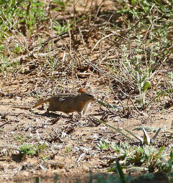 Image of Four-striped Grass Mouse